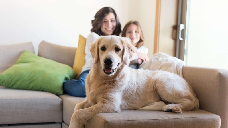 A golden retriever relaxing on a couch with its sitter family behind it