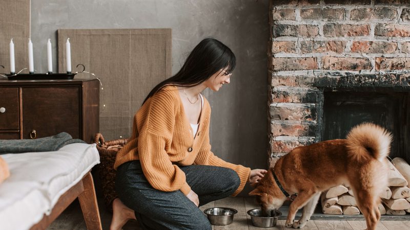 A sitter feeding a shiba inu in a living room