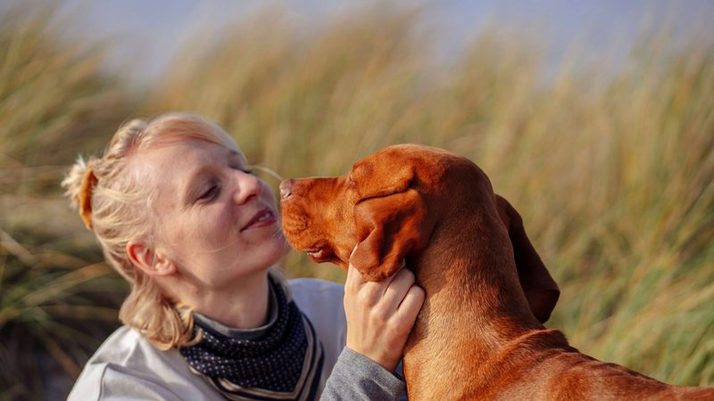 A sitter smiling at a vizsla in a field