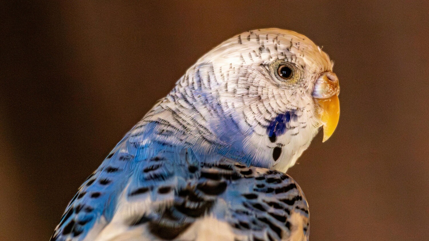 Exotic Pet Care - Specialized Care You Can Trust