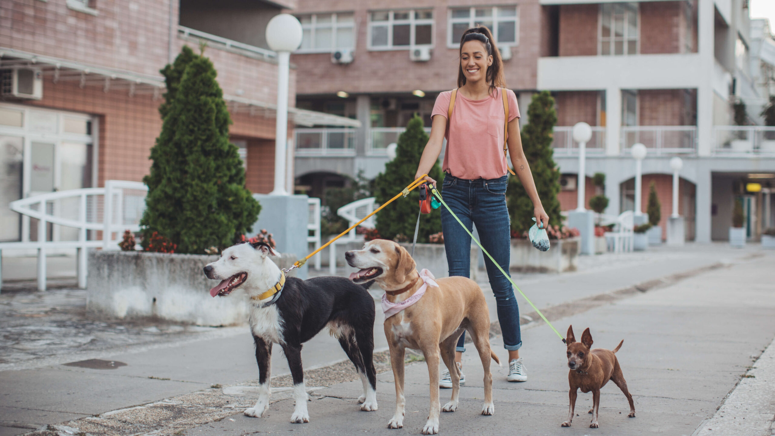 Dog Walking - Safe, Active & Tail-Wagging Fun
