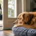 How to Stop Dog Separation Anxiety: A Complete Guide for Pet Parents